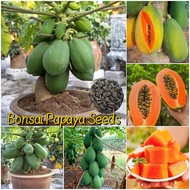 Dwarf Papaya Fruit Seeds 20 เมล็ด/ซอง เมล็ดพันธ์มะละกอแขกนวลดำเนิน Sweet Papaya Seeds for Planting E