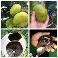 INDUK BLACK SAPOTE(BERBUAH)LELONG SEMPENA AKHIR TAHUN🎉🎉