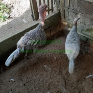 ayam kalkun blue slate lavender siap produk