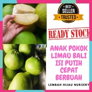 ANAK POKOK LIMAU BALI