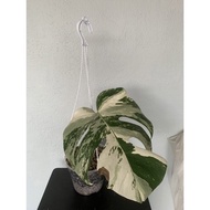 Monstera Albo Borsigiana /1Leaf/Ready Stock/