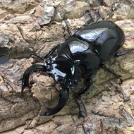 [甲蟲部落]非洲大黑艷鍬形蟲幼蟲