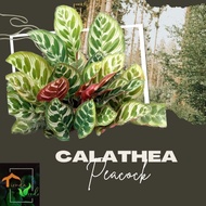 Calathea Peacock LUSH Live Plants