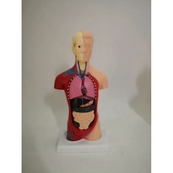 Free Shipping 28CM Human Body Torso Model (15 Pieces) Human Anatomy Model Medical Human Body Specime