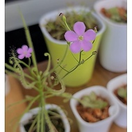 Drosera Serpens [Sundew Drosera][Carnivorous Plants][GILAGARDEN]