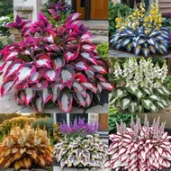 [Supply] Colorful Leaf Jade Hairpin Flower Seeds Potted Flower Seeds Jade Flower Seeds White Crane F