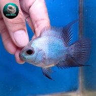 Ikan Louhan / Lohan Bonsai Female / Betina