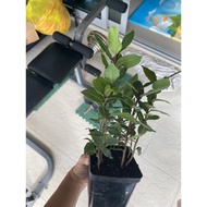 Laurus nobilis aka Bay leaf leave Holland potted plant