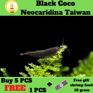 Black Coco Shrimp /Udang Akurium 5 pcs free 1 pcs （黑巧克力米虾）