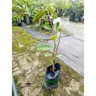 Anak Pokok Durian D24 dalam Polibeg-FruitNurseryMalaysia