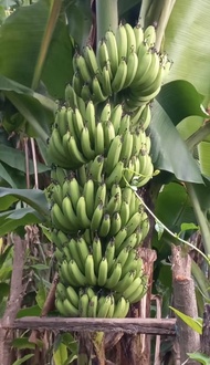 หน่อกล้วยหอมไต้หวัน กล้วยหอมทอง ไต้หวัน ราคาส่ง 3️⃣6️⃣ บาท รสชาติหวานหอม อร่อย ทดลองปลูกแล้ว ทนแล้งได้ดี ปลอดโรค
