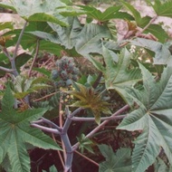 Daun kaliki merah Daun jarak kepyar segar petik langsung