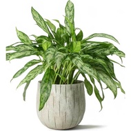 Biji Benih Rare Silver Queen Aglaonema - 3 Seed