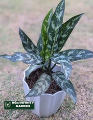Aglaonema Chinese Evergreen ( Live Plant ) With FREE plastic pot, garden soil and pebbles  ( Real Plant , Plants for sale and Lowest price )