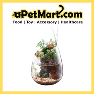 GEX Glass Aquarium Slope Fish/Succulent Tank