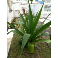 Anak pokok tembaga/crinum asiaticum red/ crinum dwarf / 发财蒜