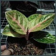 Terbaruuu!!! Tanaman Hias Aglaonema / Aglonema Pasopati Realpict Ready