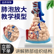 Human Breath System Anatomy Model Lung Anatomy Breath System Embossed Model Lung Bubble Magnificatio