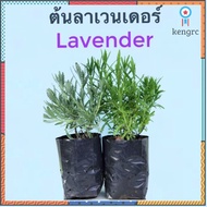 ลาเวนเดอร์ Lavender #กลิ่นหอมมากๆ#ต้นไม้#ดอกไม้ สินค้ามีจำนวนจำกัด