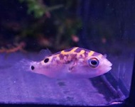 【成崧水族-現貨】八字娃娃魚 狗頭娃娃 八字娃娃 河豚