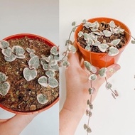 Miliki Tanaman Hias String Of Heart Variegata + Pot Putih