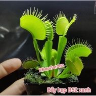 [ Code B52 ] Venus flytrap B52 pot