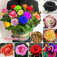High Quality Rainbow Rose Seeds for Planting (100 Seeds /bag) Colorful Rose Gardening Flower Seeds Climbing Plant Seeds