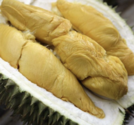 Anak Pokok D101 Durian Baby Tree