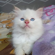 kucing himalaya red point 2,5 hulan good