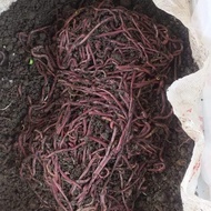 [Gebyar] cacing tanah hidup anc 1 kg