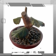 Miniature Tree Display