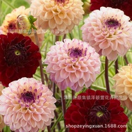 Ready Stock Quick Shipping Dahlia Flower Planting Ball Root Flower Sweet Potato Flower Dahlia Seed D