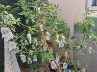 哈斯酪梨果樹三尺美植袋，掛果中，約3-40顆，7／1目前果實約12公分大，台南安平自運