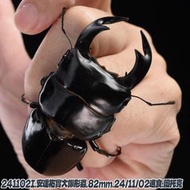 【酷力將】安達祐實大鍬形蟲 82mm成蟲成對  241102I