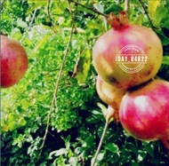 buah delima merah segar / delima putih 1kg buah delima merah asli