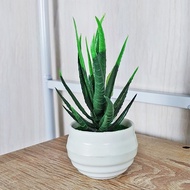 Azgalery PBP22 / Tanaman Ornamen Hias Plastik Dekorasi Rumah Pot Bunga Plastik Palsu Lidah Buaya Min