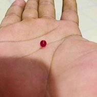 蜈蚣珠 Batu Asli Lipan.
