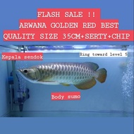 ARWANA GOLDEN RED BEST QUALITY CERTIFIED