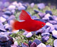 【成崧水族,10送1】大帆紅球魚 紅球魚 球魚