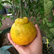 Bibit jeruk dekopon super