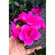 ZH GOLDEN PETALS - AZALEA / AZALEA PLANT / POKOK AZALEA / LIVE PLANT