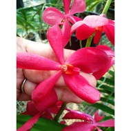 Mokara Orchid - Matured plant, no flower