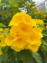 เมล็ดดอกไม้/เมล็ดทองอุไร สีเหลือง พันธุ์ดอกใหญ่ 100 เมล็ด(เมล็ดใหม่ อัตราการงอกสูง โตเร็ว ออกดอกตลอดปี)