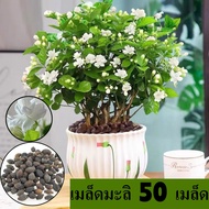 [พร้อมส่ง] เมล็ดพันธุ์ดอกมะลิ 50 เมล็ด มีกลิ่นหอมของดอกไม้ เป็นพันธุ์ที่มีกลิ่นหอมดี รวมถึงพันธุ์ที่