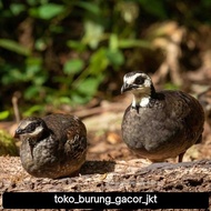 puyuh gonggong muka putih sepasang pilihan