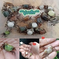 ปูบาติก คละแบบ 🦀 2 ตัว (แถม 1 ตัว) ตกแต่งปลา ตู้กึ่งบกกึ่งน้ำ ตู้ไม้ชื้น  Terrarium +++(พร้อมส่ง)+++