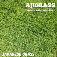 Japanese Grass Rumput Carpet Jepun Rumput Hidup