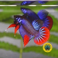 Wild Betta Imbellis Blue - Ikan Cupang Alam