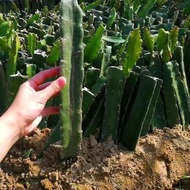 Red Dragon Fruits Branches / Keratan Anak Benih Pokok Buah Naga / 火龙果苗 / 龙珠果苗
