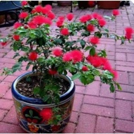 tanaman hias bunga Kaliandra merah Kaliandra Lusiana